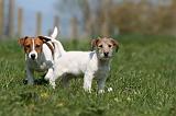 JACK RUSSEL 093